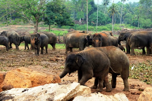 A large herd of brown elephants against the background of the jungle, Sri Lanka