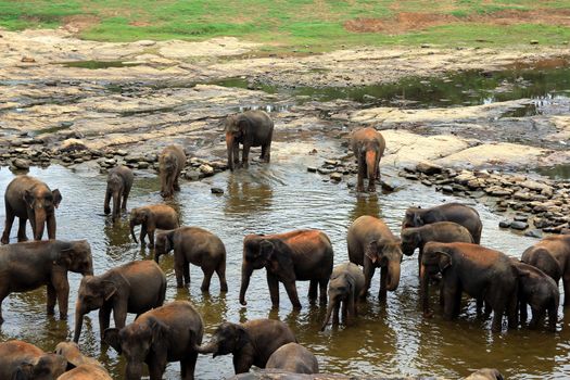 A large herd of brown elephants bathe in the river, Sri Lanka