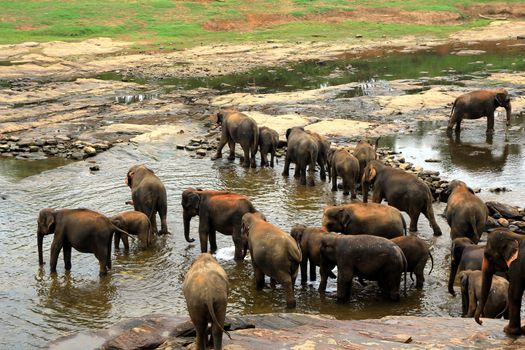 A large herd of brown elephants bathe in the river, Sri Lanka