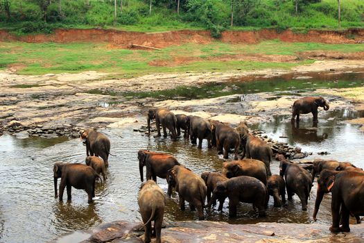 A large herd of brown elephants bathe in the river, Sri Lanka