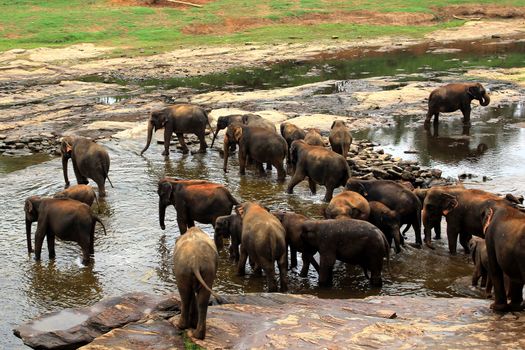 A large herd of brown elephants bathe in the river, Sri Lanka