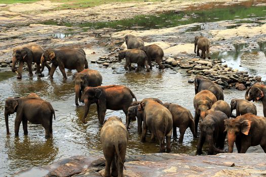 A large herd of brown elephants bathe in the river, Sri Lanka