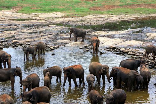 A large herd of brown elephants bathe in the river, Sri Lanka