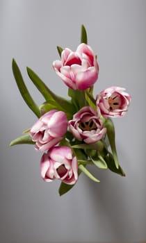 Bouquet  tulips on table gray background overhead shot