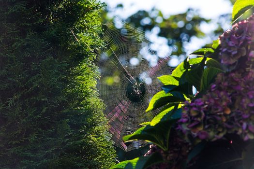 The spider's web or cobweb close up with colorful background.