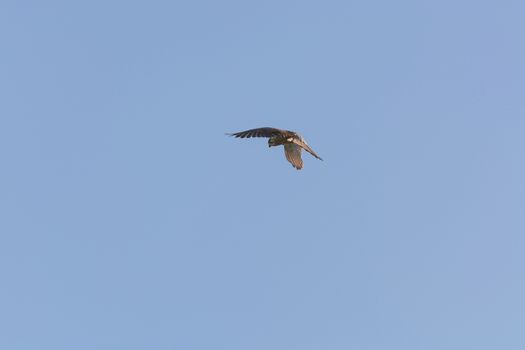 Bird of prey stands on the spot in the air the so-called jogging flight.