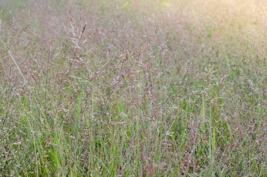 Wild field of grass on sunset, soft sun rays, warm