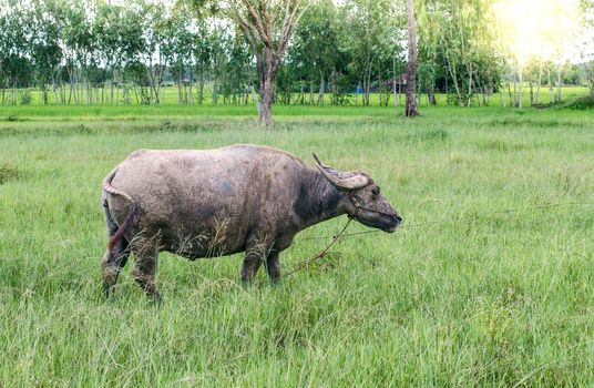 Buffalo of Farmer in Thailan