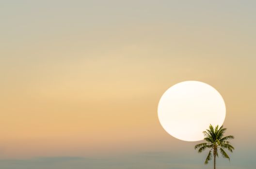 sun set with coconut tree silhouet in oblique angle