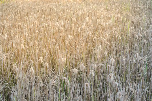 Typha angustifolia In the field of nature