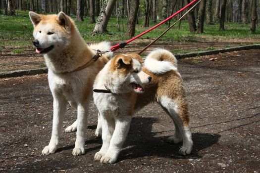 Akita inu dogs walking in public park