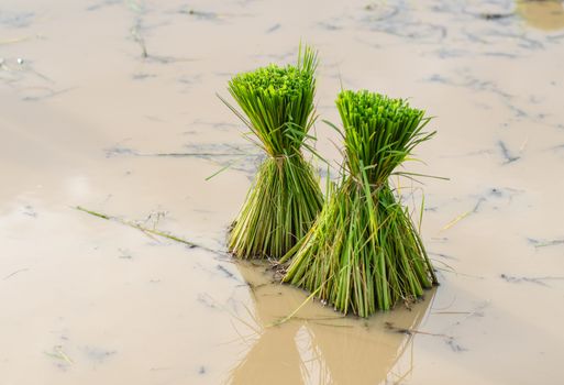 sapling rice, rice field in rural, thailand.