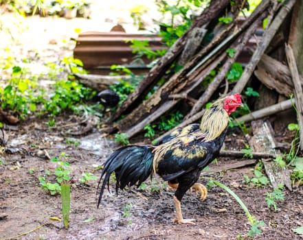 Beautiful gamecocks stand on the ground of Thailand.