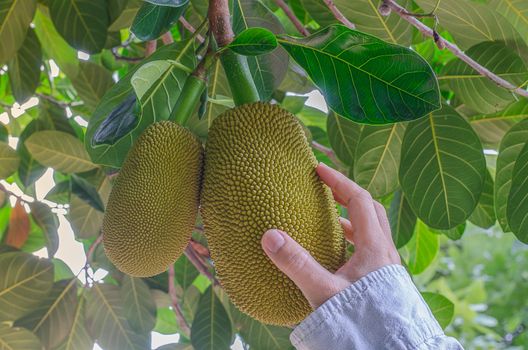 Handle thai jackfruit on the tree in the garden Close-up