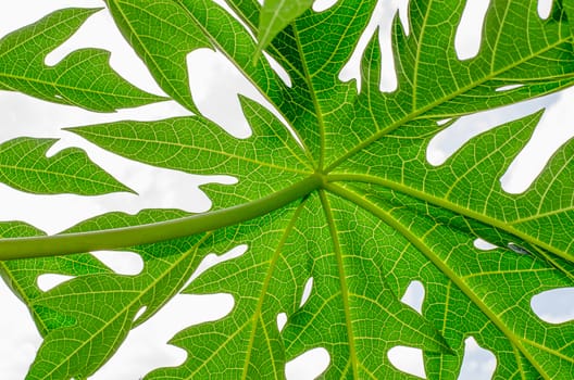 papaya leaf green leaf on white background