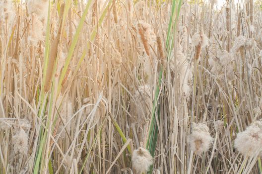 Typha angustifolia In the field of nature