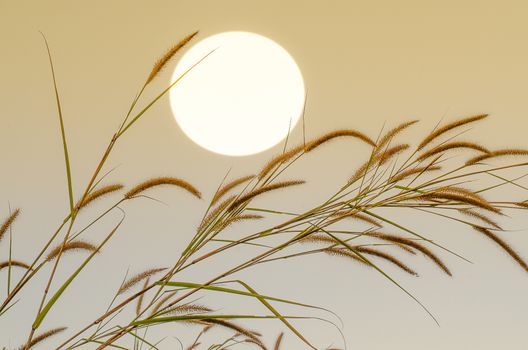 Grass with the sun Sky background