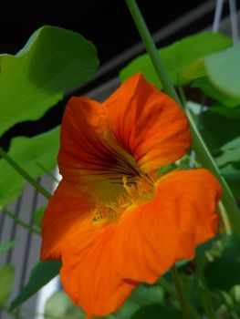 orange nasturtium with leafs in the summer, blomkarse, blomst, blad, blader, oransje, sommer, dyrke, gro, veranda