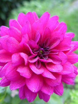 bright pink dahlia in the summer