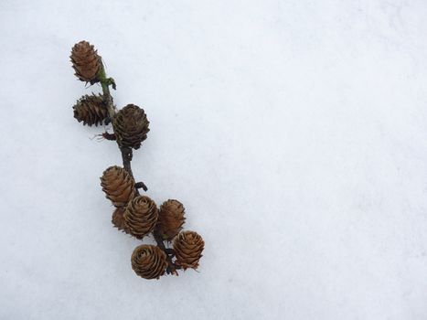 larch cones on a branch in the snow