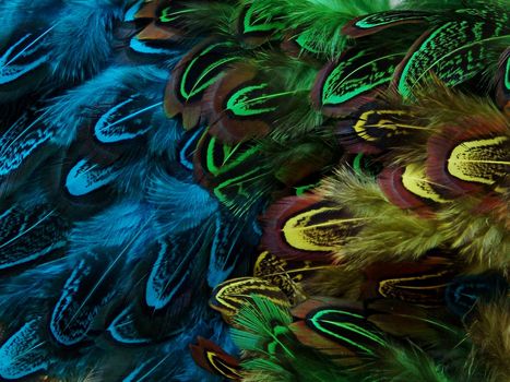 Colorful  Feather. Background