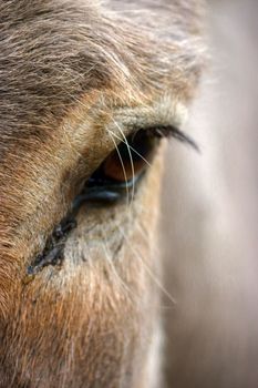 a close-up of donkey's head and eye