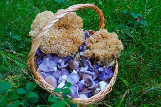 fresh picked edible forest mushrooms in a basket
