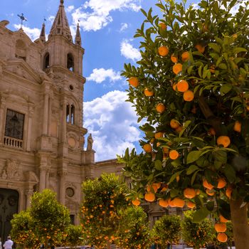 orange trees on the square of a Sicilian church