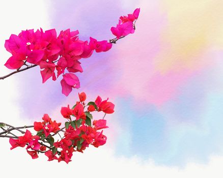 Abstract background with ornamental climbing plant bougainvillea blossom on the Watercolor background