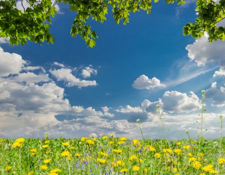 Background of the daytime sky with cumulus clouds, maple branches from above and a lawn with spring flowers from below

