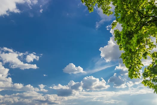 Background of the sky with clouds with sun rays from behind the clouds and maple branches in the upper right corner
