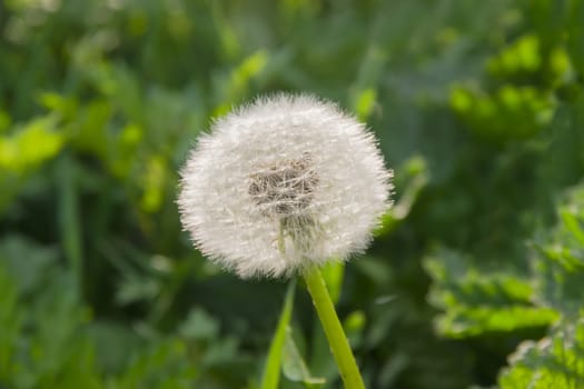 Downy ripe seed head of the dandelion closeup on a blurred background of grass
