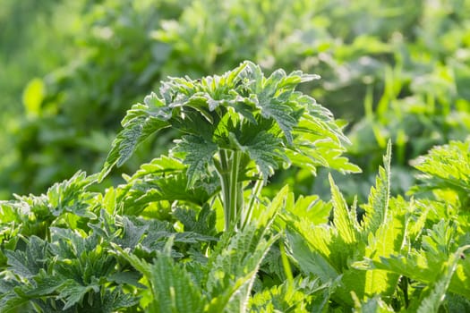 Background of the young shoots of the white dead-nettle closeup on a blurred background of grass
