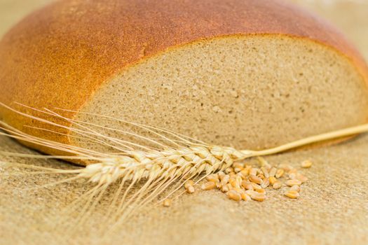 Partly incised round loaf of the hearth bread made of a wheat and rye flour, wheat ear and wheat grain closeup on a the sackcloth
