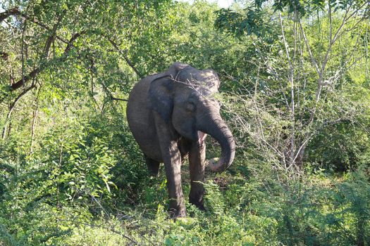 Big grey elephant comes out of the green bushes, Sri Lanka