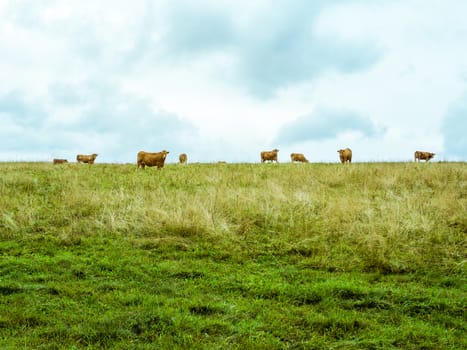 Several orange cows on the horizont looking towards the camera, green meadow with dry grass and cloudy sky, two horizontal halves, Czech republic, central Europe, in muted vibrant colours