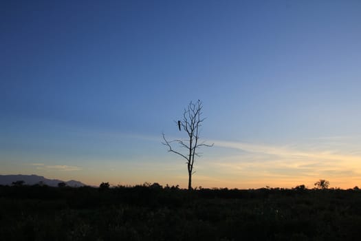 Dawn on the Savannah in a national Park, Sri Lanka