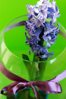 Beautiful hyacinth flowers in glass vase on light blurred background