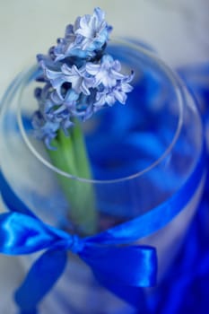 Beautiful hyacinth flowers in glass vase on light blurred background