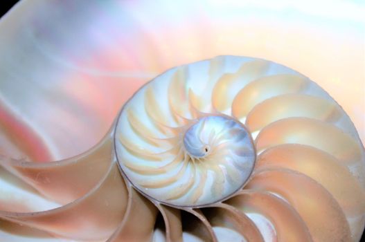 nautilus shell Fibonacci symmetry cross section spiral structure growth golden ratio 