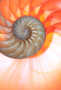 nautilus shell Fibonacci symmetry cross section spiral structure growth golden ratio 