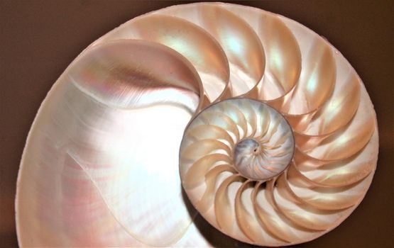 nautilus shell Fibonacci symmetry cross section spiral structure growth golden ratio 