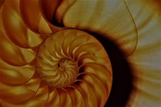 nautilus shell Fibonacci symmetry cross section spiral structure growth golden ratio 