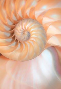 nautilus shell Fibonacci symmetry cross section spiral structure growth golden ratio 