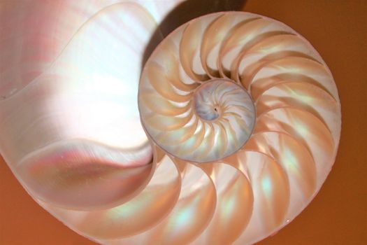 nautilus shell Fibonacci symmetry cross section spiral structure growth golden ratio 