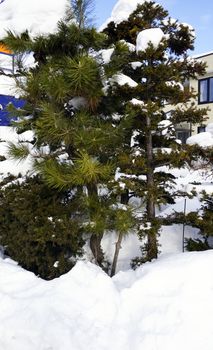 snow and tree winter in sapporo, Hokkaido, Japan