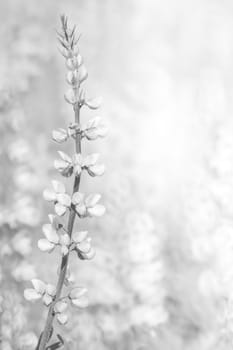 White background texture of flowers