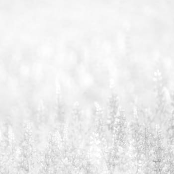 White background texture of flowers