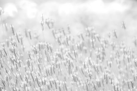 White background texture of flowers