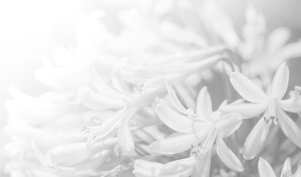 White background texture of flowers